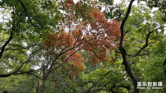 天平山紅楓之旅