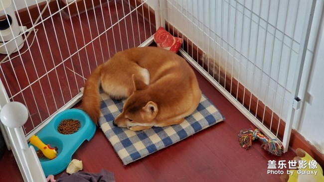 抵受住了食物的誘惑