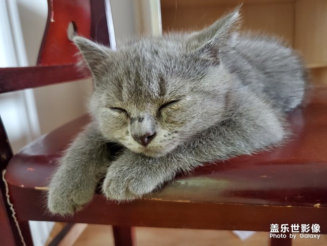 喵喵喵？英短的快樂