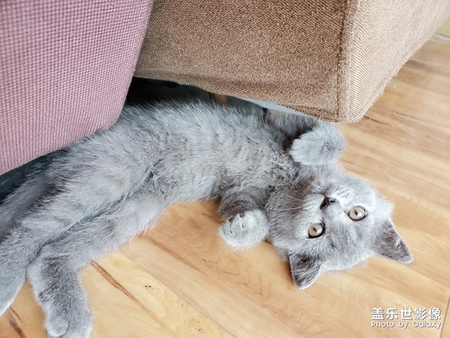 喵喵喵？英短的快樂