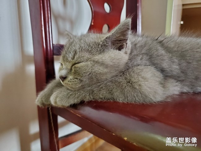 喵喵喵？英短的快樂