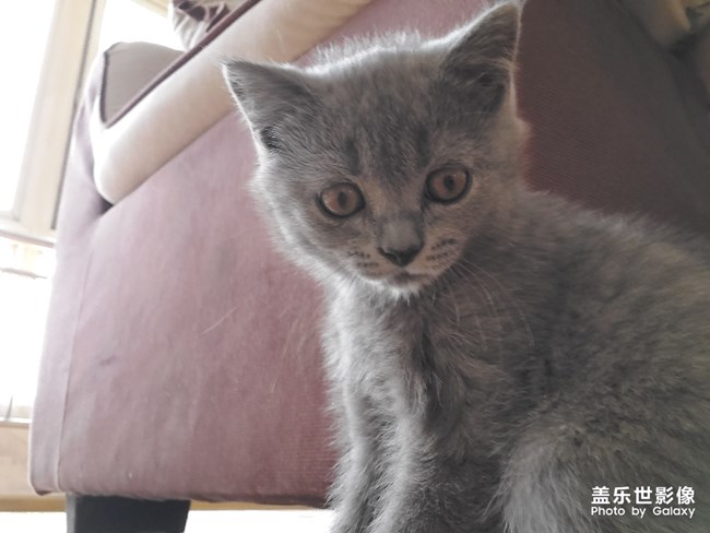 喵喵喵？英短的快樂