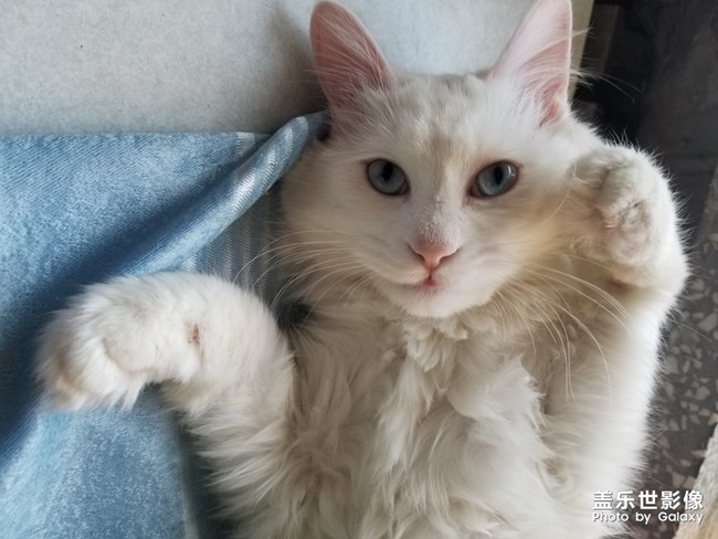 藍眼白貓
