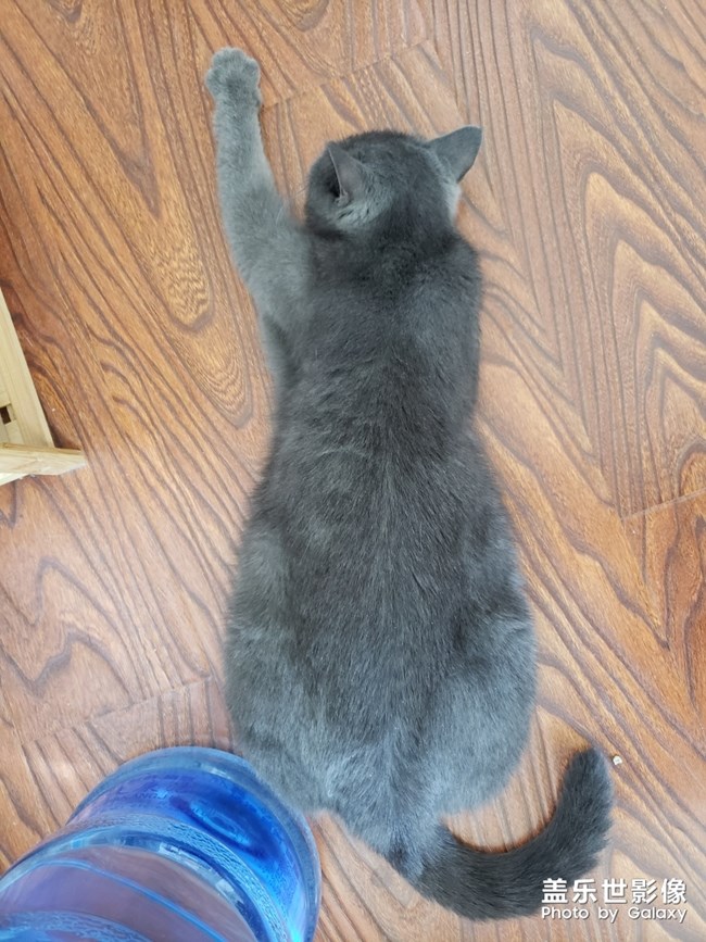 聽(tīng)說(shuō)有人喜歡貓？