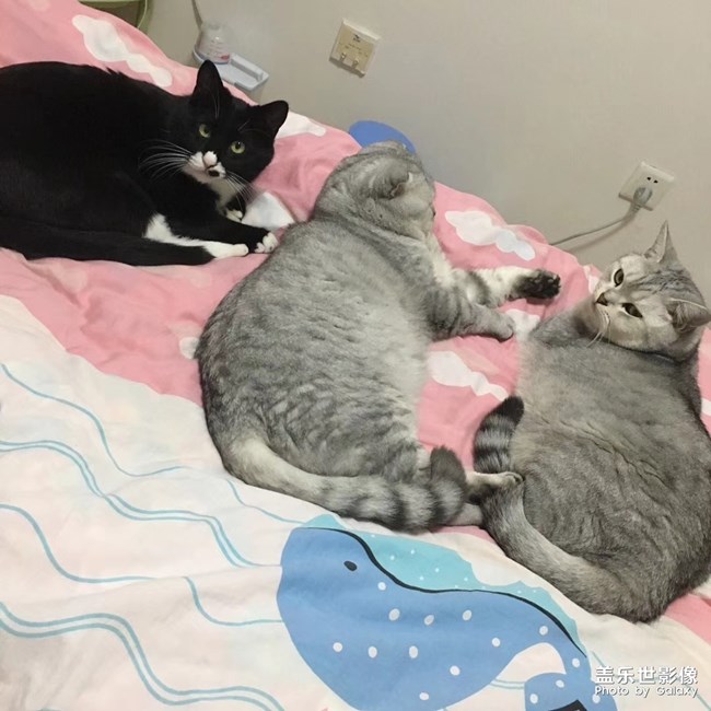 聽(tīng)說(shuō)有人喜歡貓？