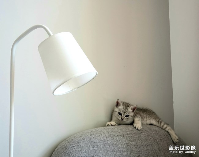 聽(tīng)說(shuō)有人喜歡貓？