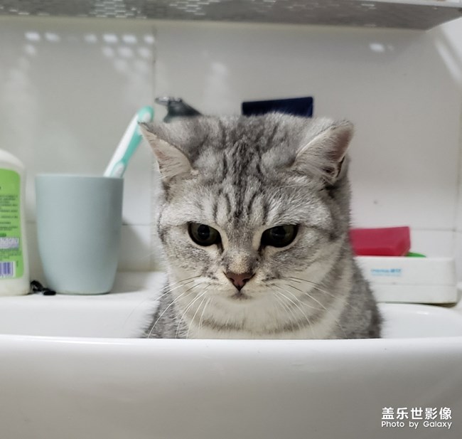 聽(tīng)說(shuō)有人喜歡貓？