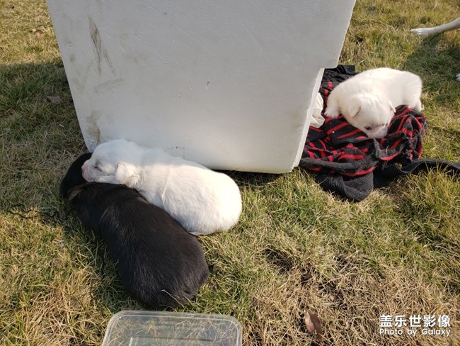 單位食堂的狗子過(guò)了三個(gè)小狗子