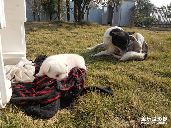 單位食堂的狗子過(guò)了三個(gè)小狗子