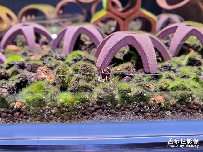 蘇拉威西蝦-白襪