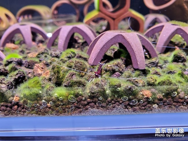 蘇拉威西蝦-白襪