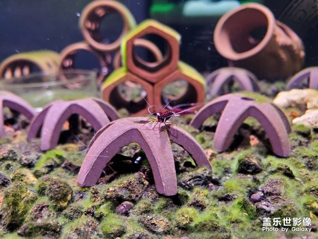 蘇拉威西蝦-白襪