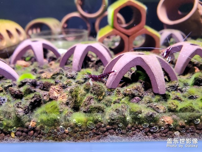 蘇拉威西蝦-白襪