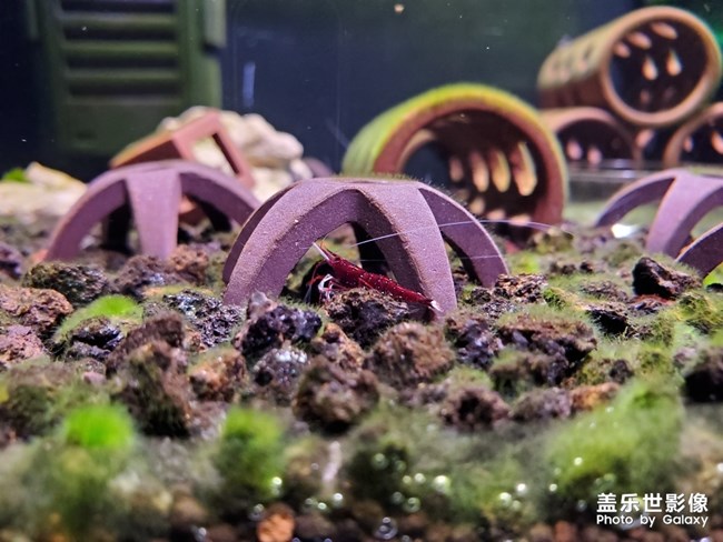 蘇拉威西蝦-白襪