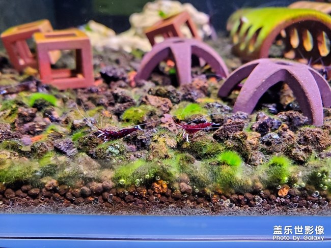 蘇拉威西蝦-白襪