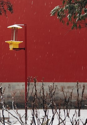 【2019最美瞬間】北京的雪