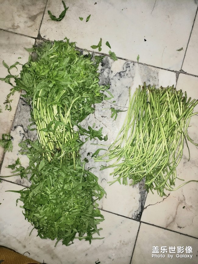 想吃，自己造！之【黎蒿炒臘肉】