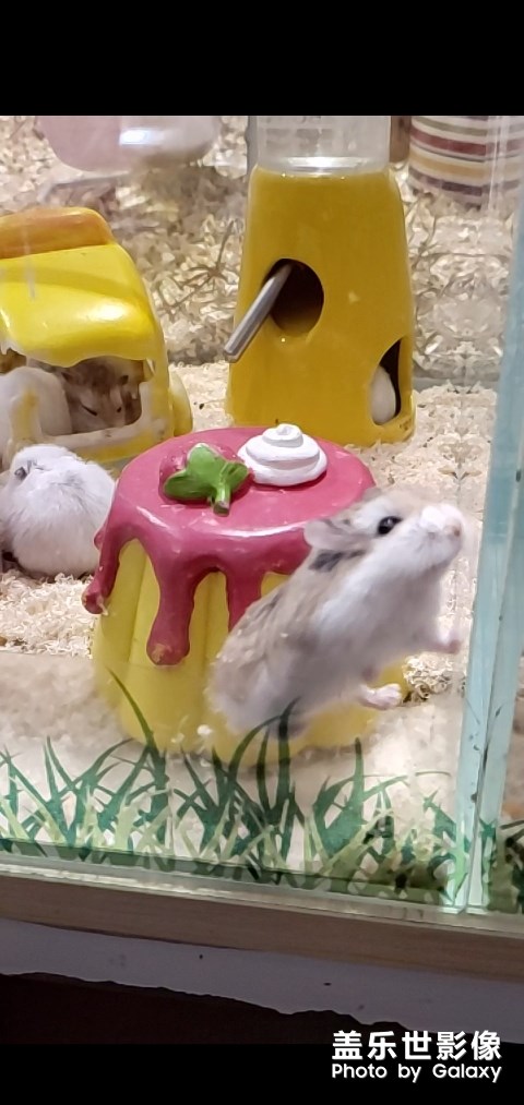 凝時(shí)拍攝太棒了