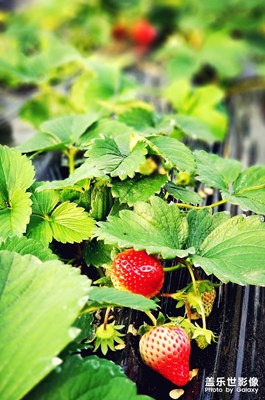 又到草莓季