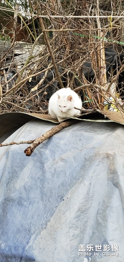 發(fā)現(xiàn)神獸一只