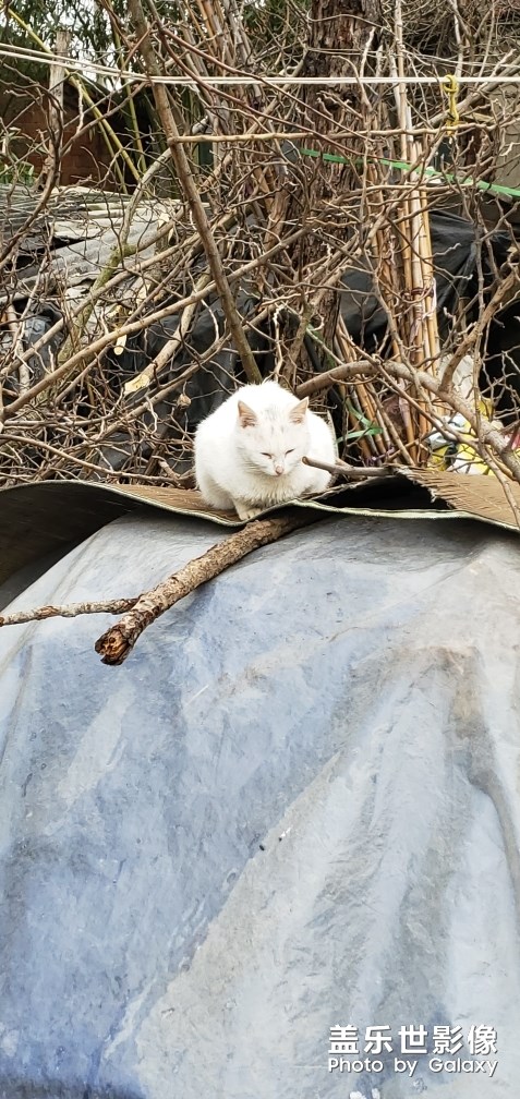 發(fā)現(xiàn)神獸一只