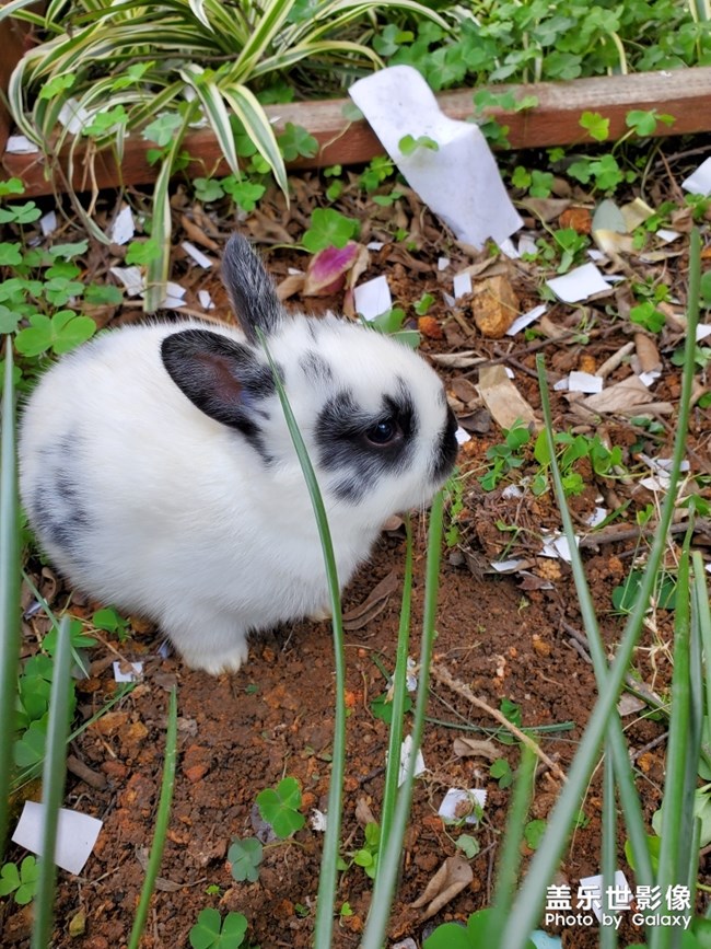 剛出爐的小奶兔……