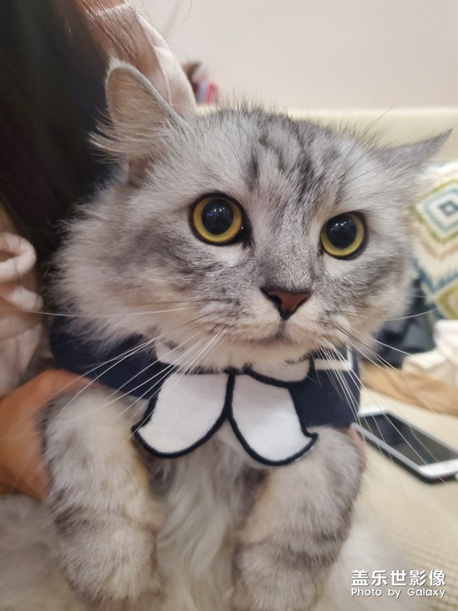 貓片開始連載啦！