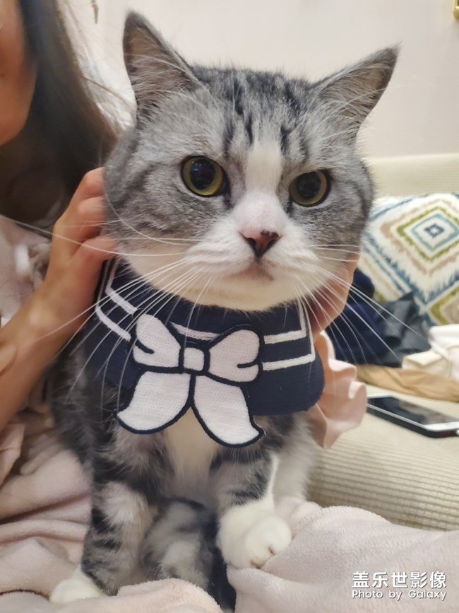 貓片開始連載啦！