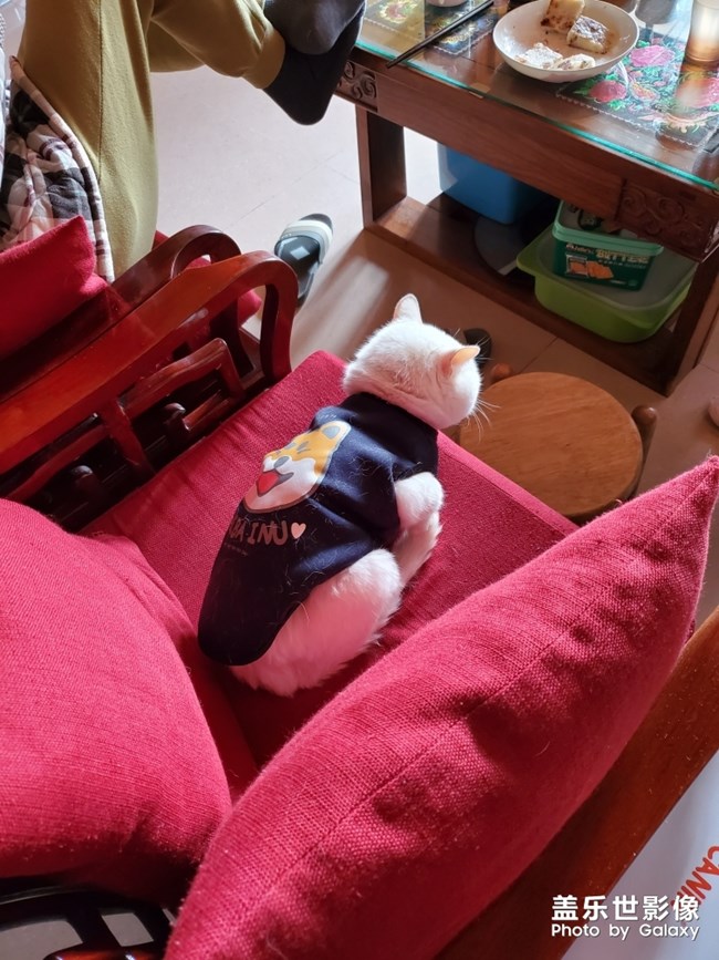 貓貓日常