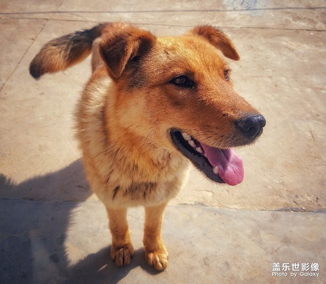 貓與狗