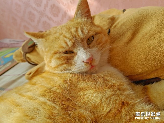 貓與狗