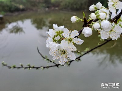 池塘邊的李花開了