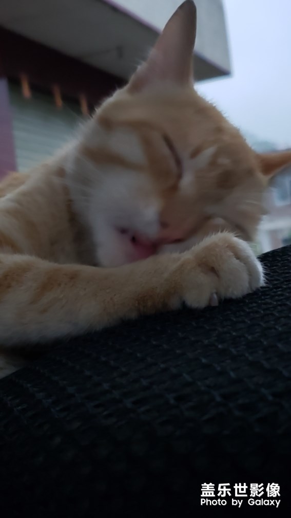 一只貓的陰雨天