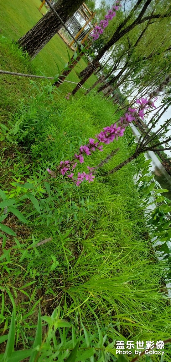 好看不   這車很暴力   不是一般人能駕馭了