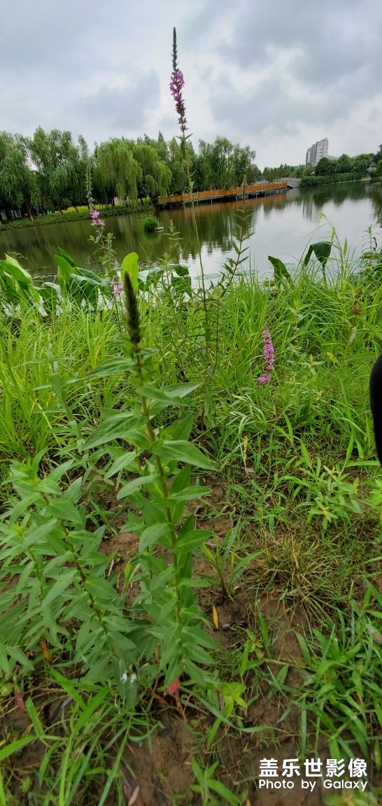 好看不   這車很暴力   不是一般人能駕馭了