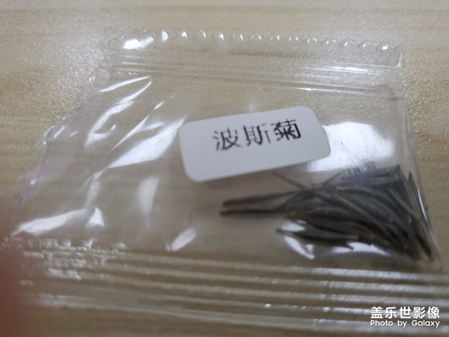 不吹不黑z flip駕到