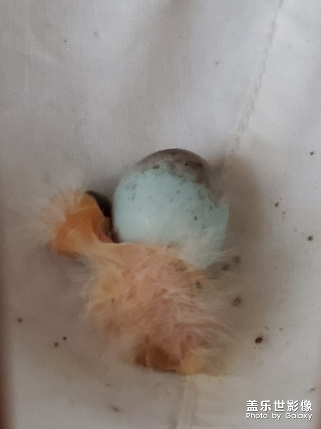 清晨，擁有的驚喜，美好！