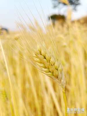 地里的麥子熟了，一片金燦燦