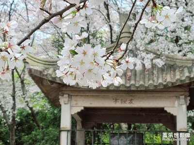 【櫻雪紛飛】黿頭渚賞櫻