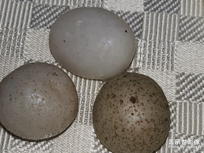 樸石，清茶，最可的時(shí)光!