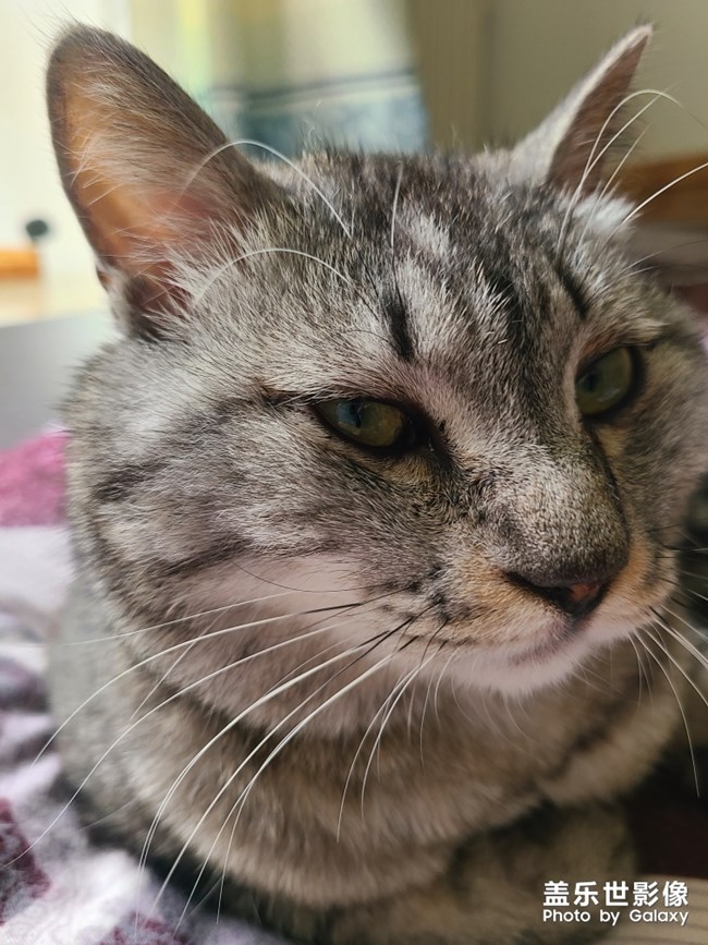 s20+場景自動識別功能真香