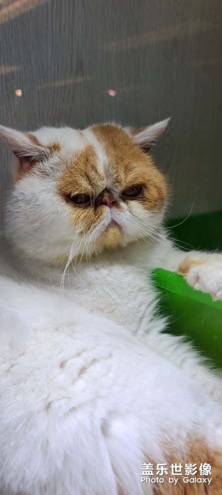 丑丑貓 哈哈哈！