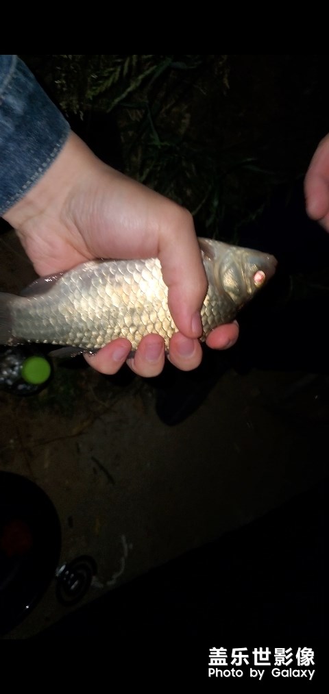 平靜無常的小夜釣