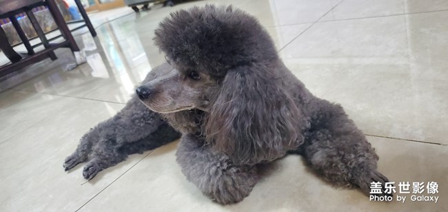 永遠(yuǎn)拍不清楚的仔