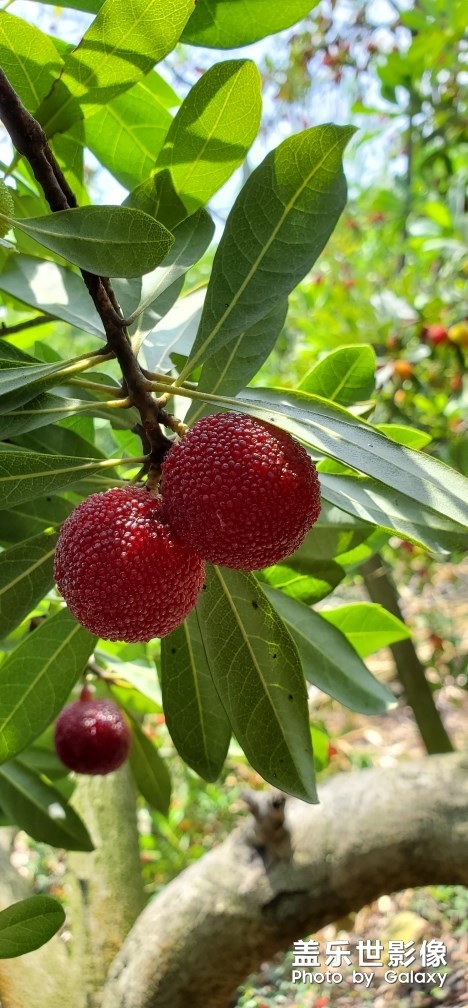 楊梅熟了