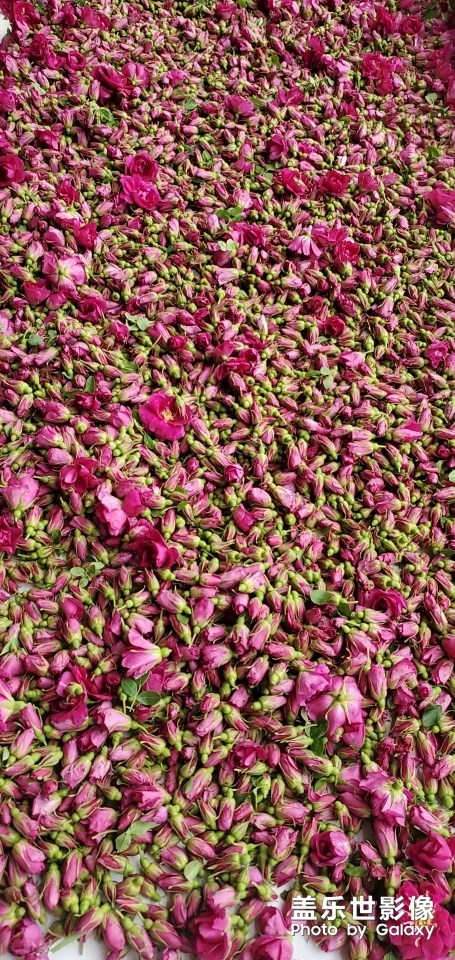 又是一年玫瑰季！