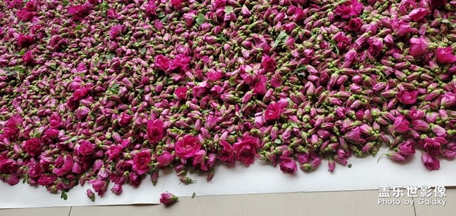 又是一年玫瑰季！