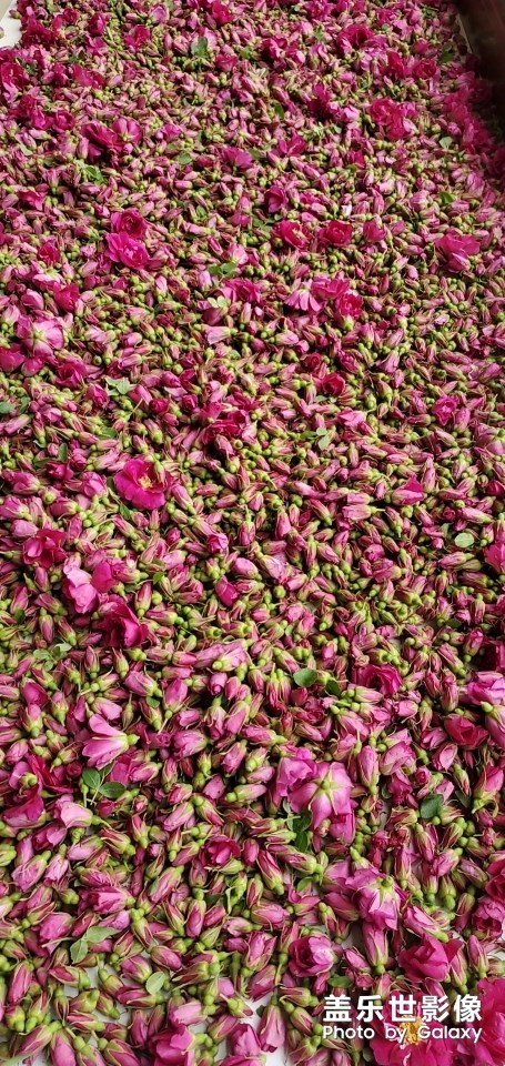 又是一年玫瑰季！