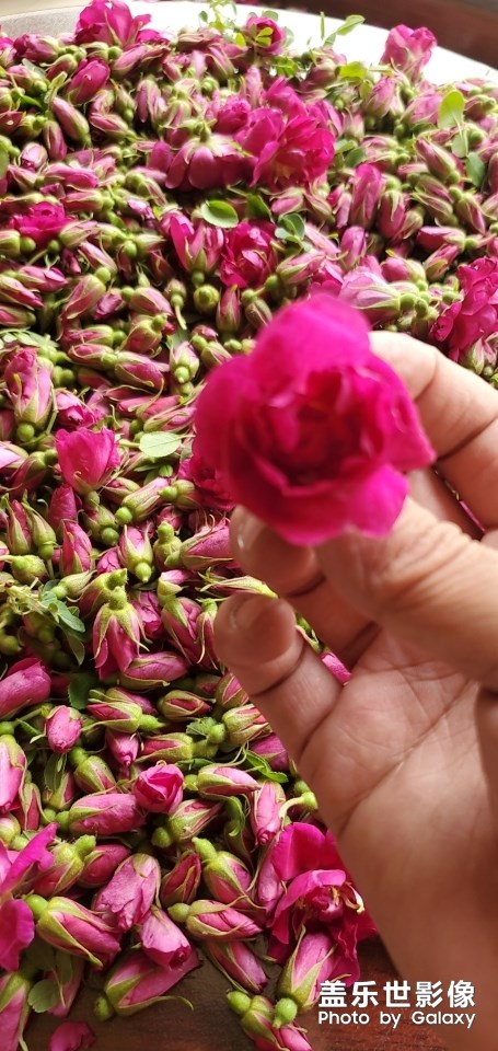 又是一年玫瑰季！