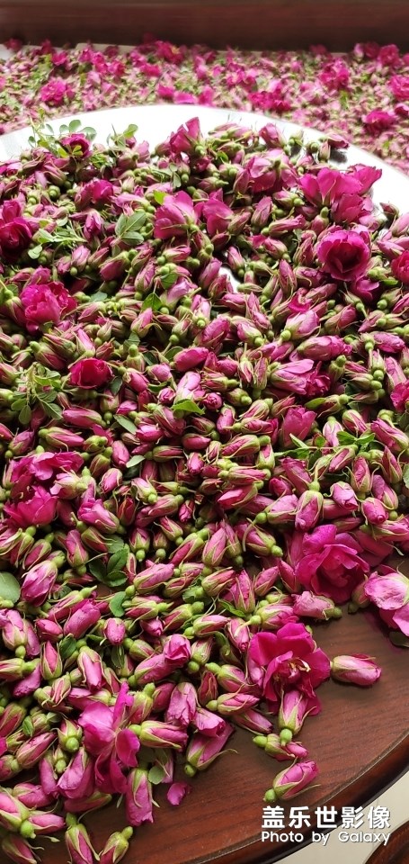 又是一年玫瑰季！